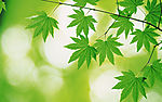 超清晰的树叶摄影