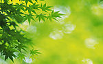 超清晰的树叶摄影