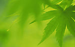 超清晰的树叶摄影