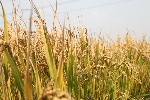 稻田