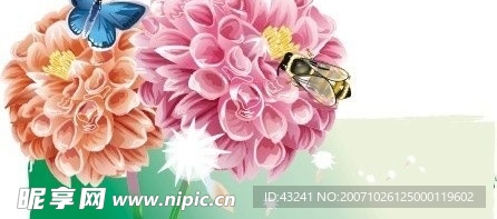 蝶恋花之菊