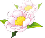 牡丹