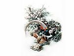 经典鸟类纸壁