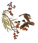 花鸟