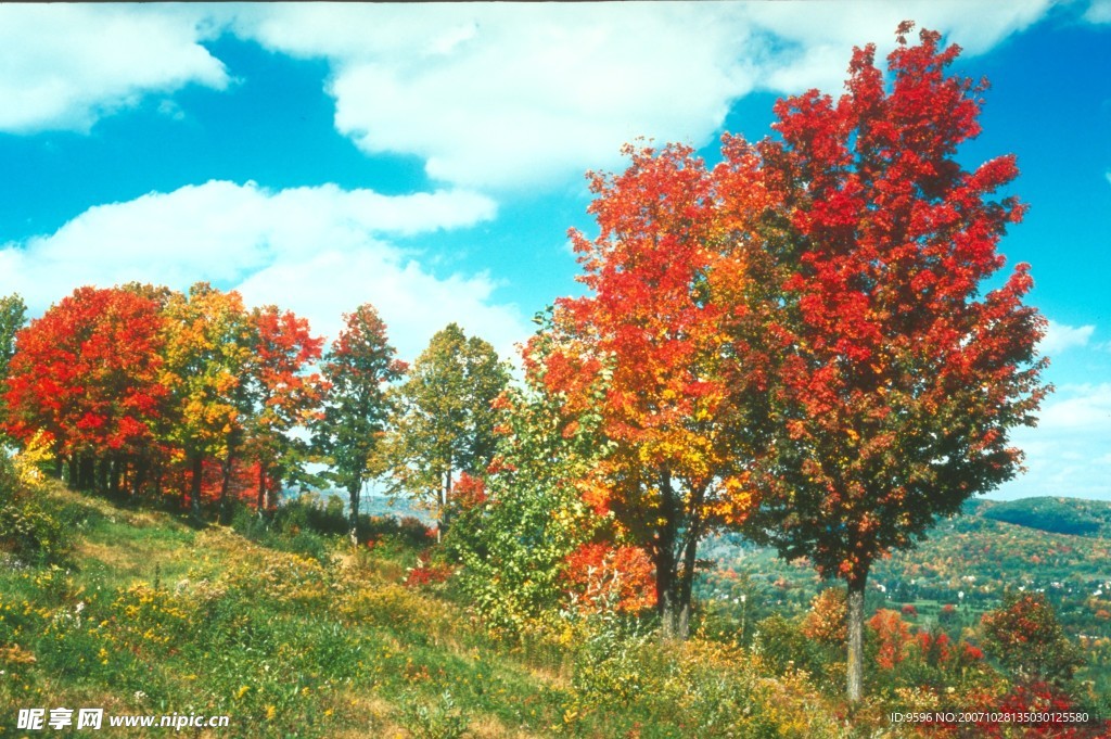 秋天景色