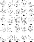 花类线描矢植物量图