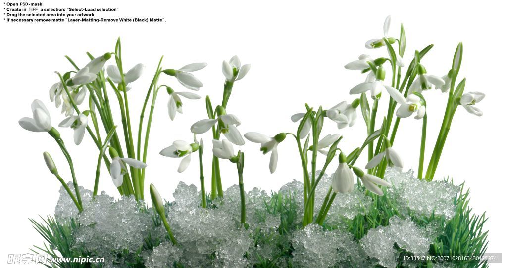 水仙花