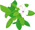 茉莉花矢量图片