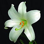 精品花卉系列-单株