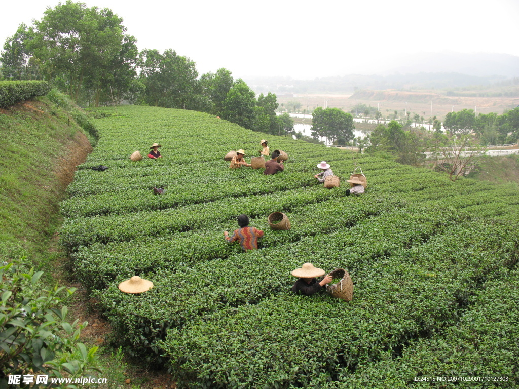 茶林