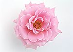 精品花卉系列-单株