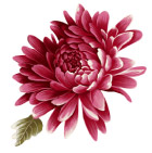 高清晰PSD鲜花素材