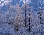 白雪天堂