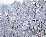 白雪天堂