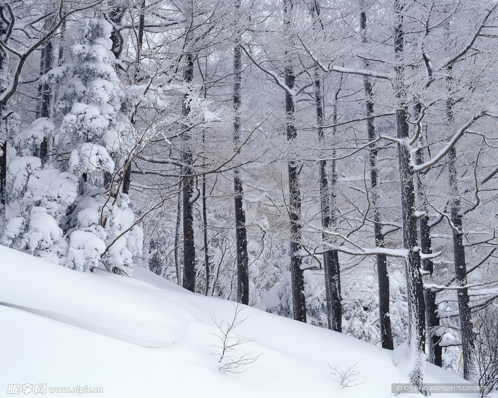白雪天堂