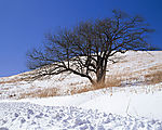 白雪天堂