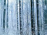 雪景_竹林