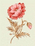 精美的花素材