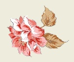 精美的花素材