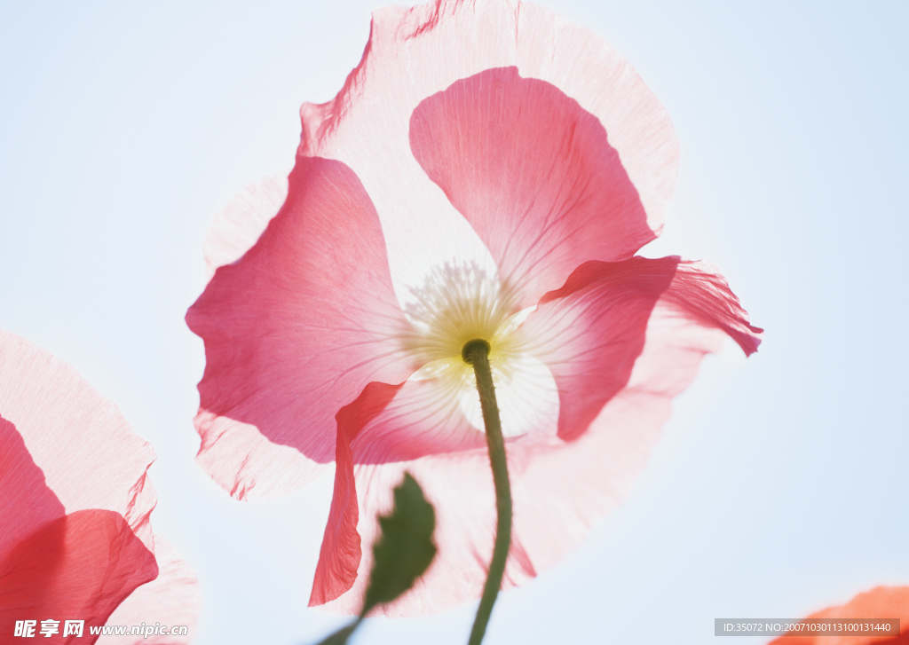 红花