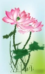 夏日缠绵