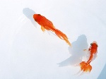 鱼4