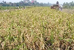 中国粮食生产将连续第四年获得丰收