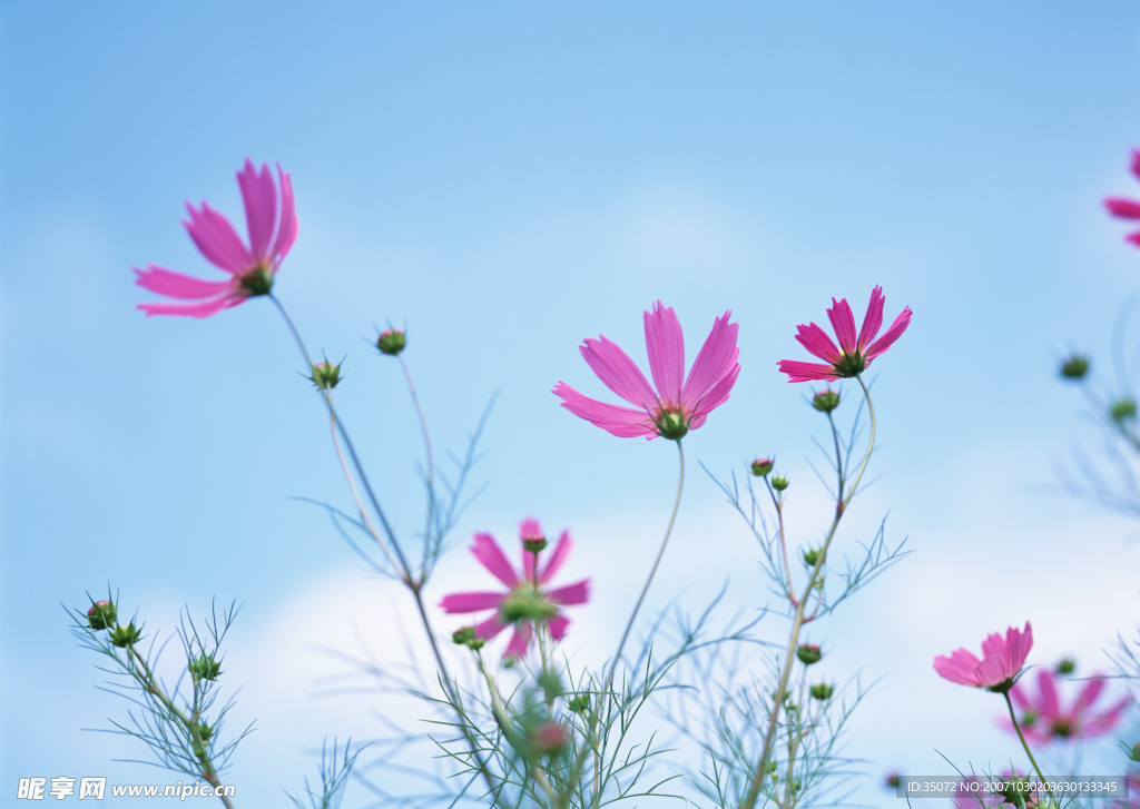 红花