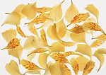 精品花卉系列- 花瓣