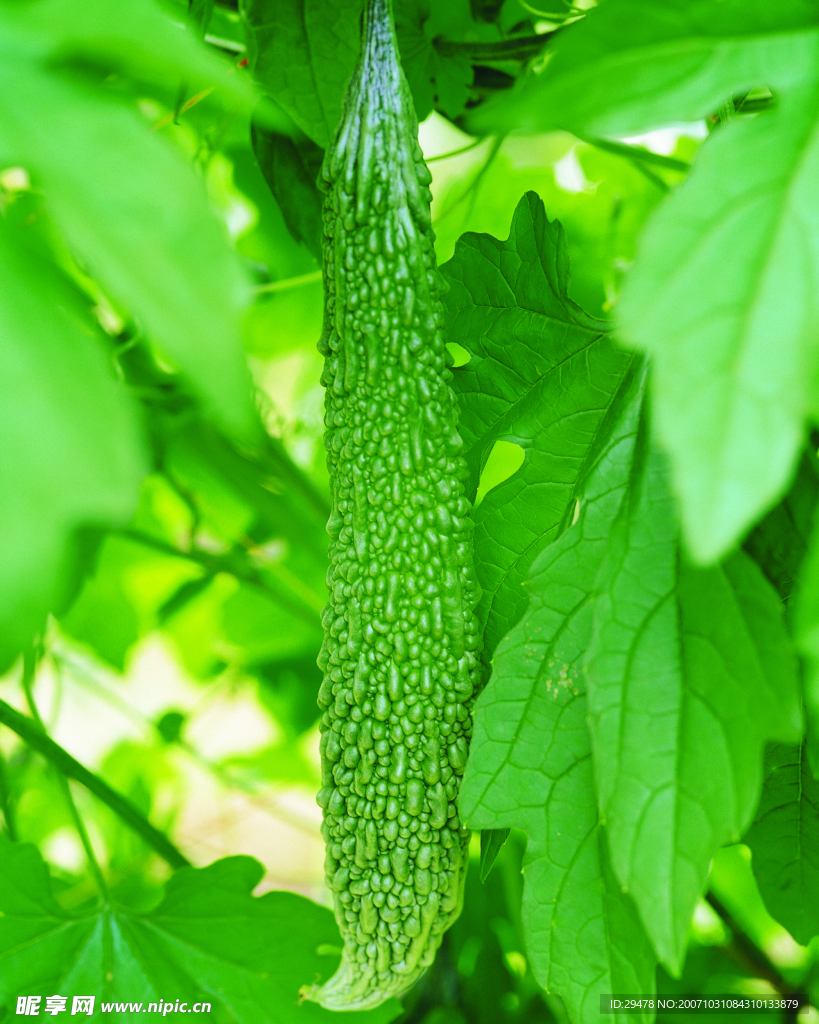 苦瓜