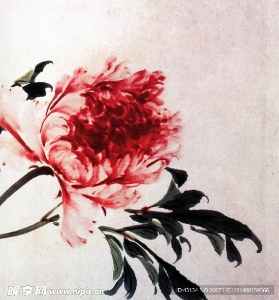 牡丹