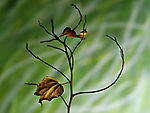 干花