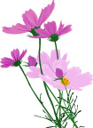 雏菊