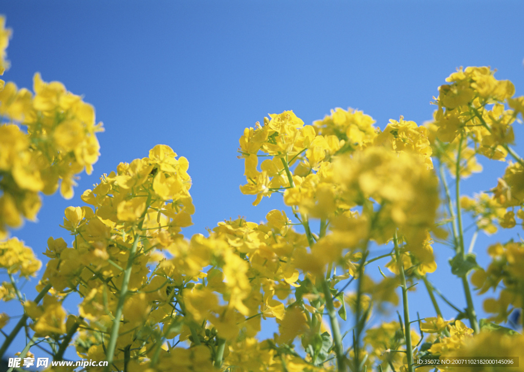 黄花