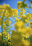 黄花