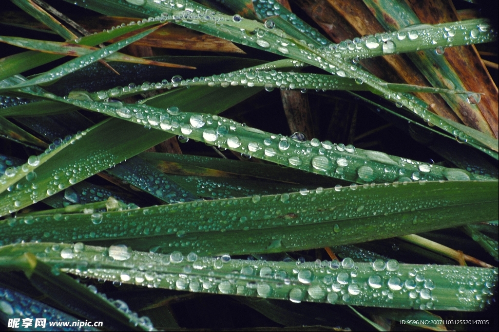 滴水领域