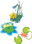河塘里的荷花