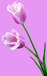 去底鲜花（高精）