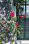 院子里的玫瑰花