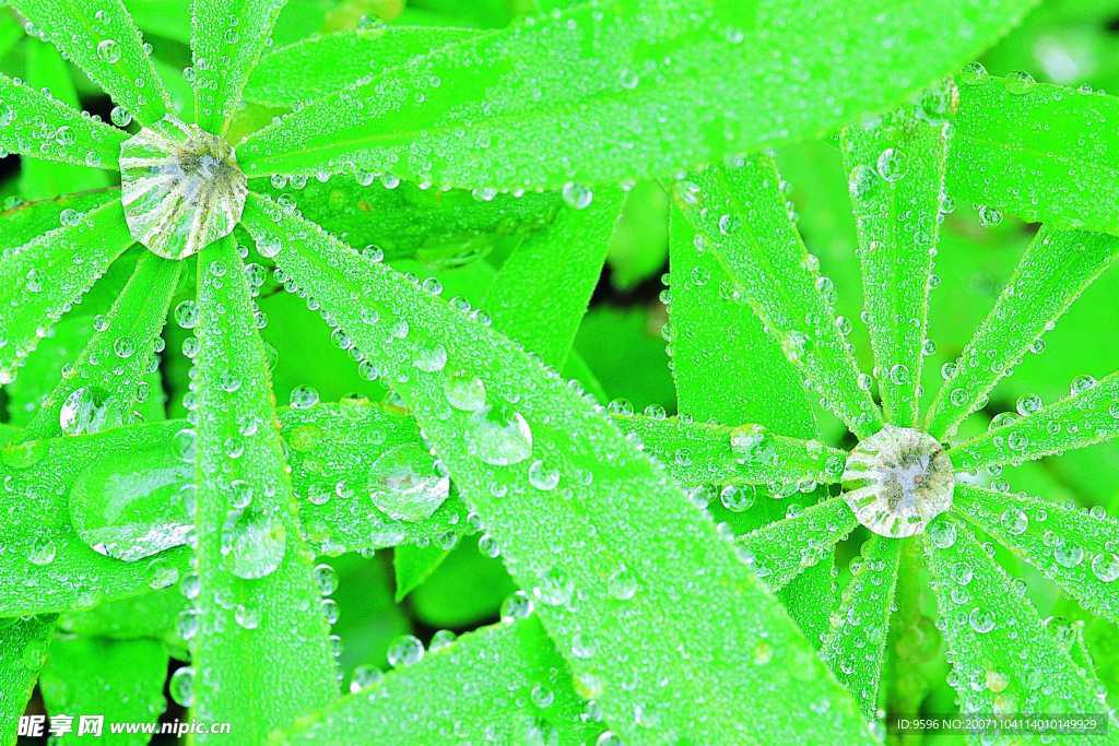 滴水领域