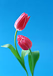 去底鲜花（高精）