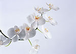 素雅兰花