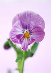 去底鲜花（高精）