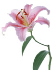 分层花朵
