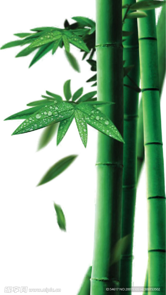 竹