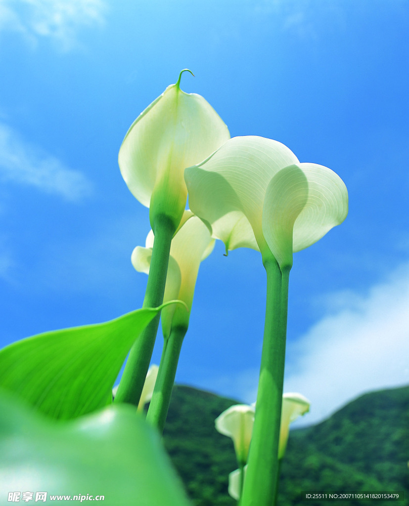 花