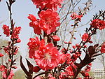 迎春花