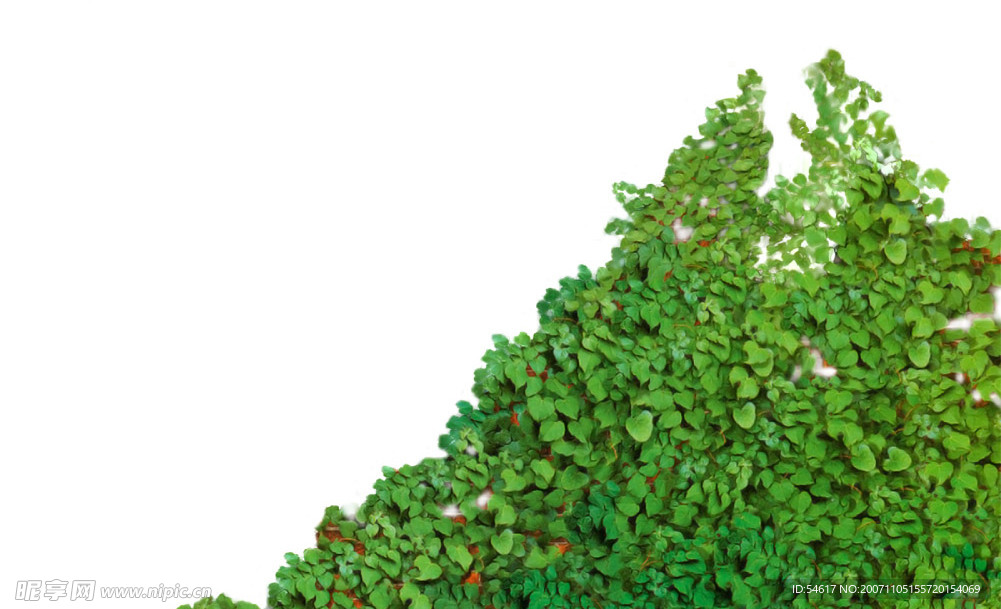 藤蔓植物