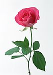 去底鲜花（高精）