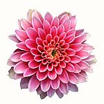 花卉特写